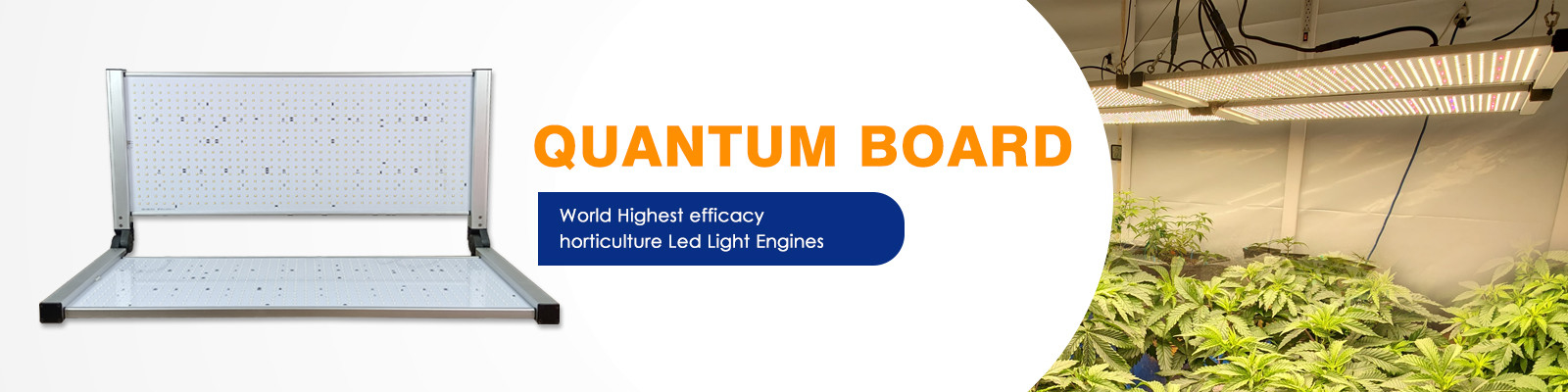 Quantums-Brett LED wachsen Lichter