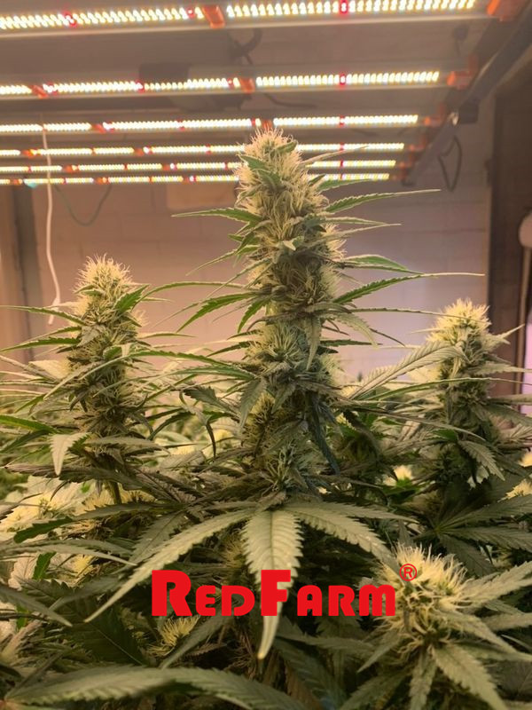 Hoher Ertrag UVir 1000W LED Soems wachsen für Zimmerpflanzen hell 5